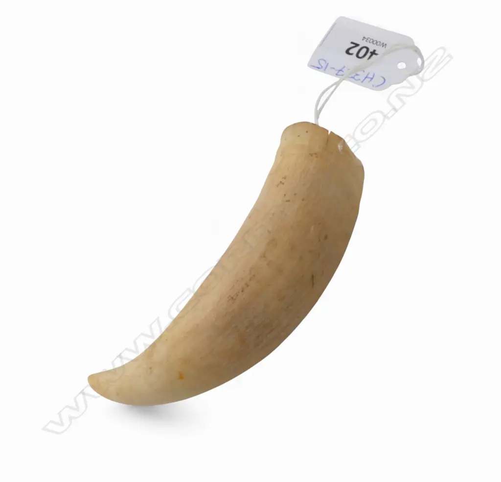 SPERM WHALES TOOTH L.91mm Image 1++