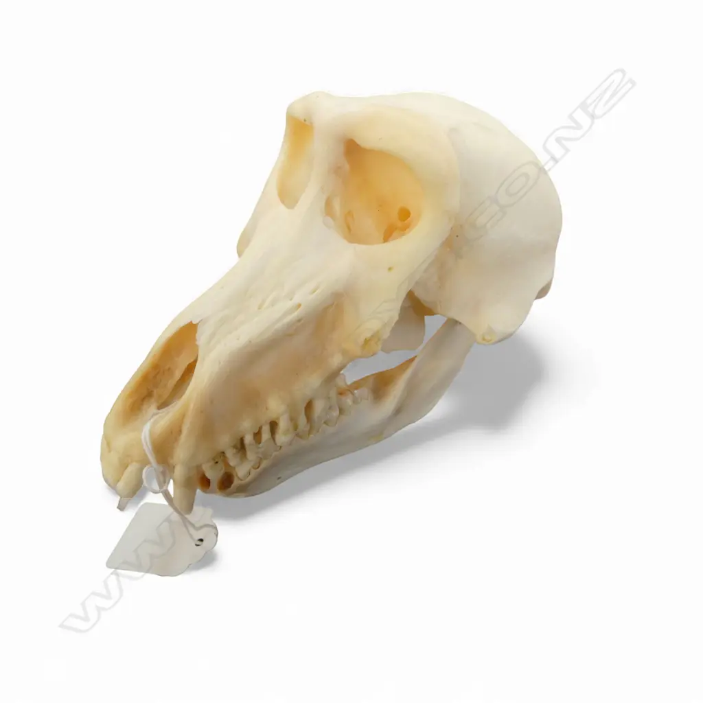 BABOON SKULL H.120mm Image 1++