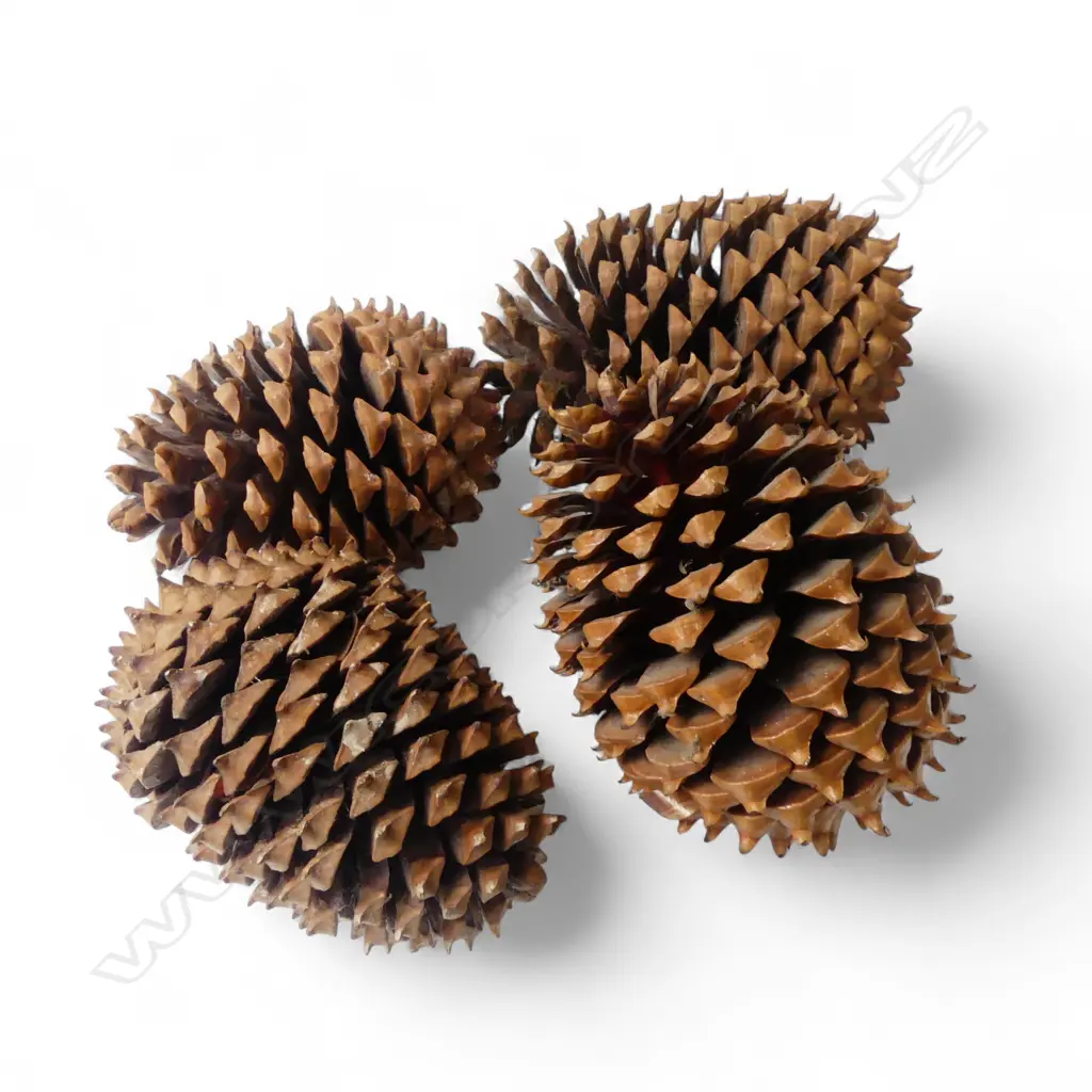 4 LARGE BUNYA PINE CONES  Image 1++