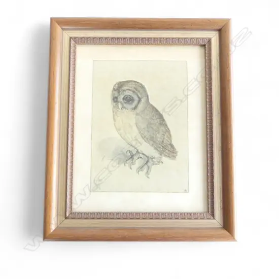 FRAMED OWL ETCHING 240x190mm