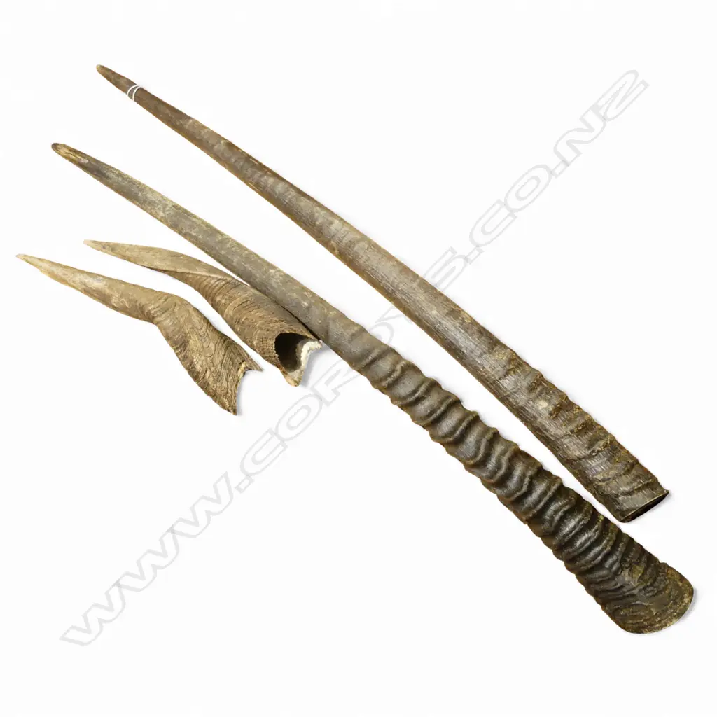 2 PRS ANIMAL HORNS; BUSH BUCK L.260mm, GEMSBOK L.685mm Image 1++