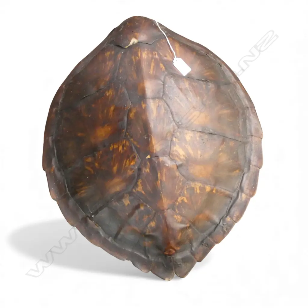 TURTLE SHELL L.500mm small fault Image 1++