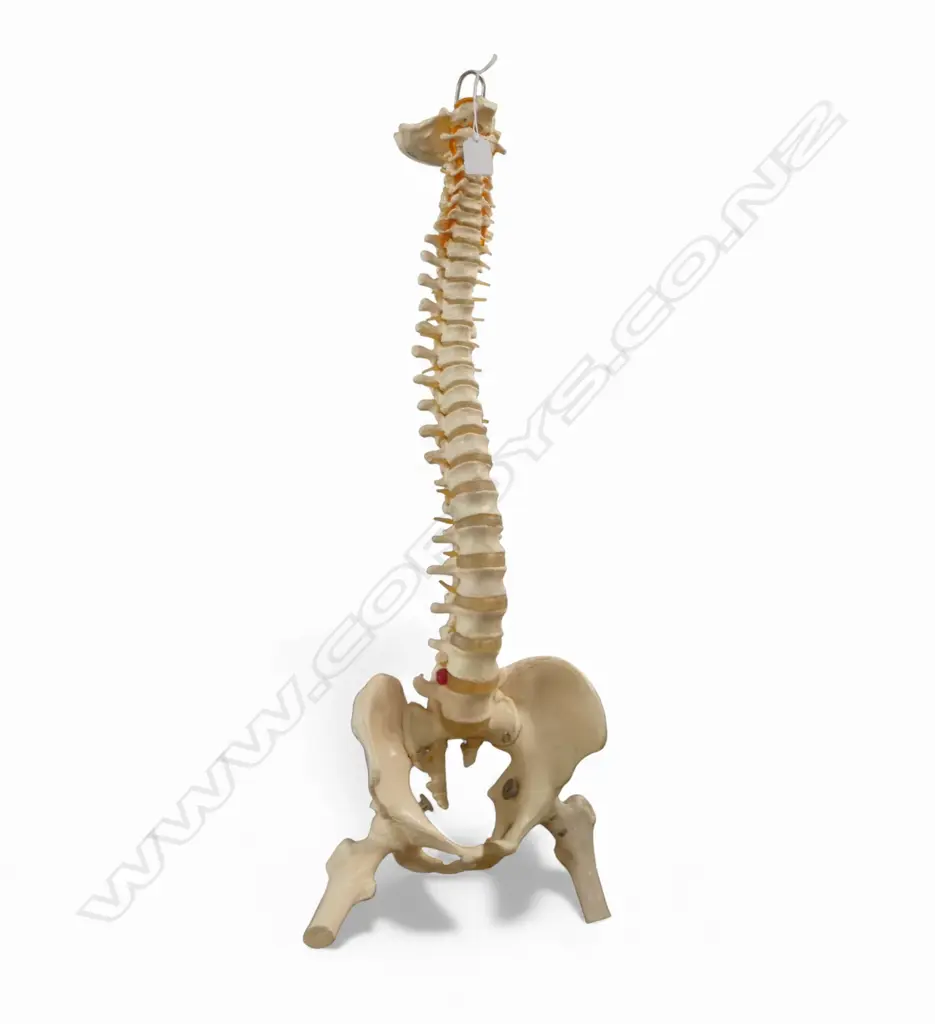 HUMAN SPINE ANATOMICAL MODEL H.800mm Image 1++
