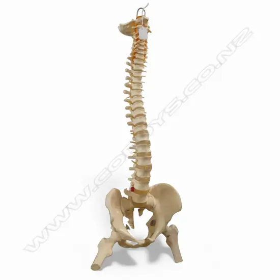 PLASTIC HUMAN SPINE ANATOMICAL MODEL H.800mm