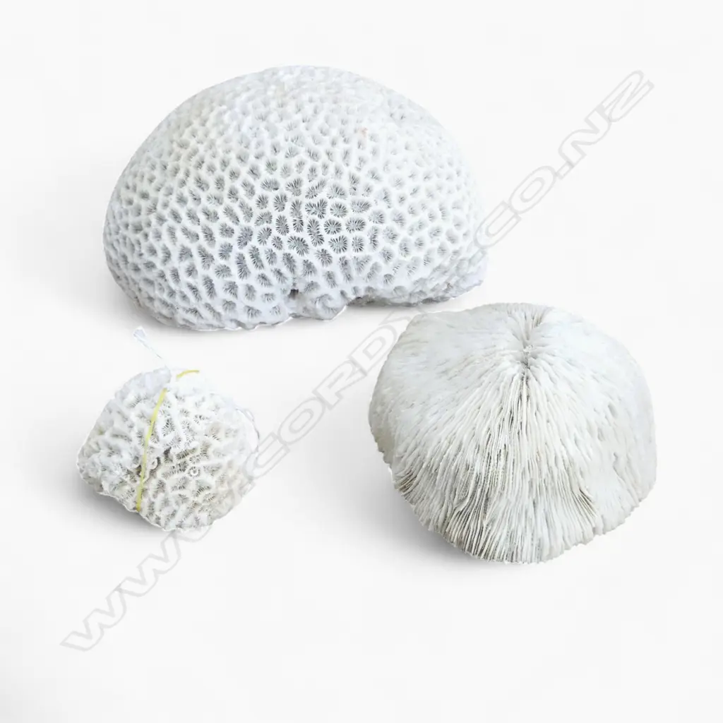 3 PCES CORAL W.210mm Image 1++
