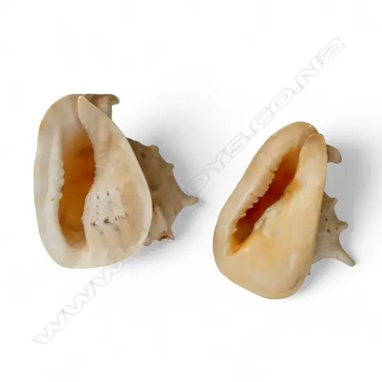 2 LARGE CONCH SHELLS L.245mm