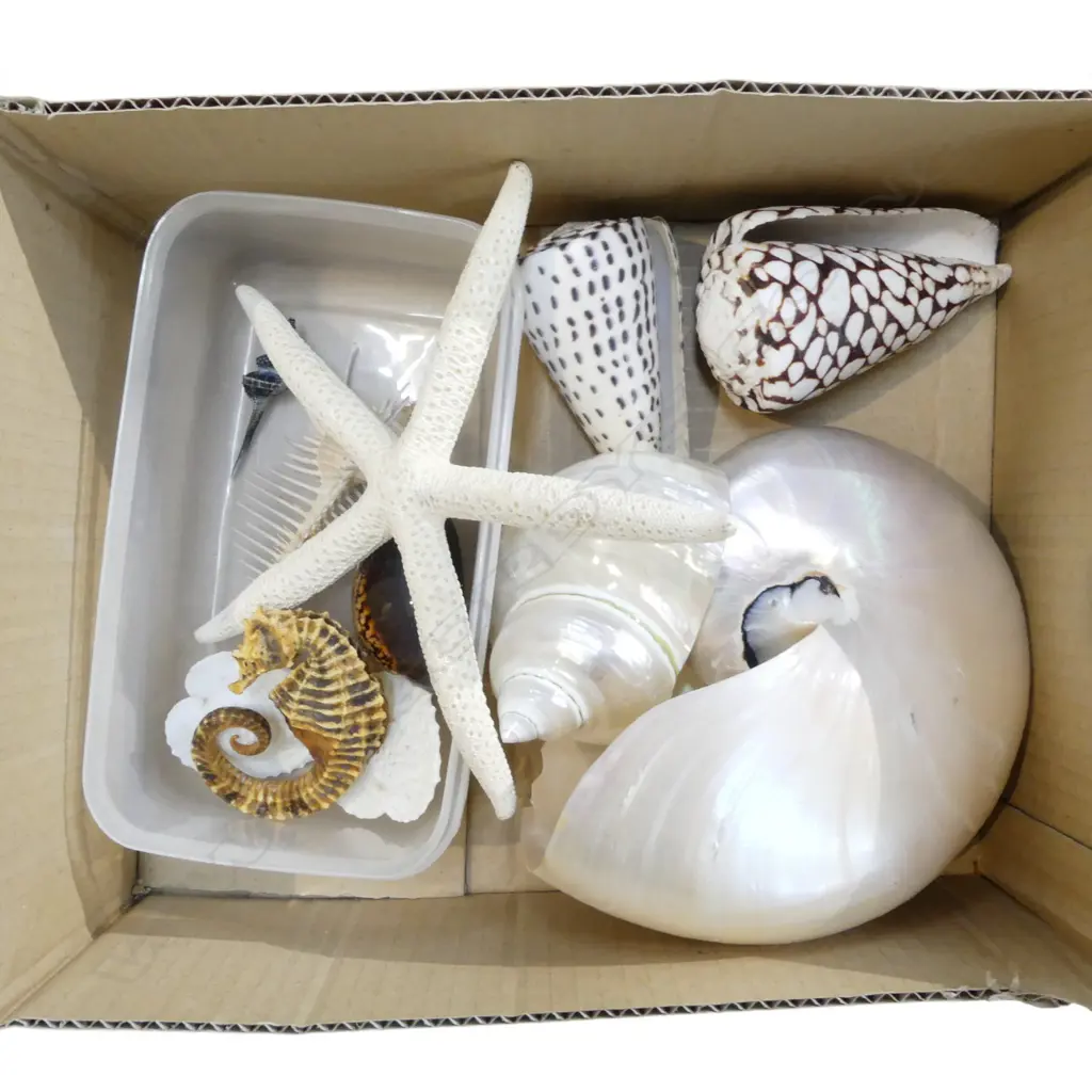 ASST. SHELLS INCL. NAUTILUS ETC Image 1++