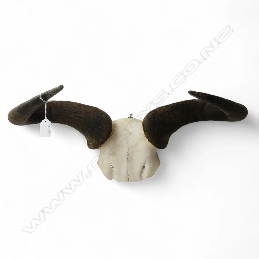 BLUE WILDEBEEST SKULL W.540mm Image 1++