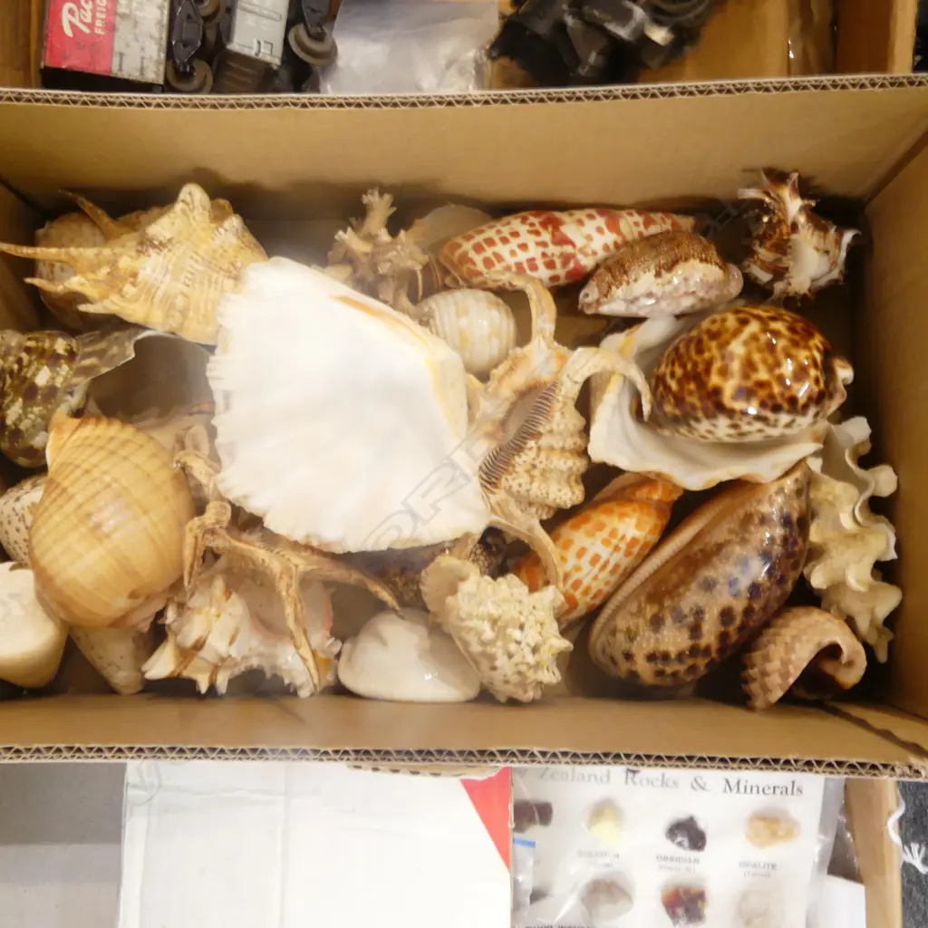 ASST. SHELLS Image 1++