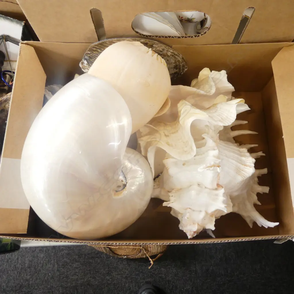ASST. SHELLS; NAUTILUS ETC Image 1++