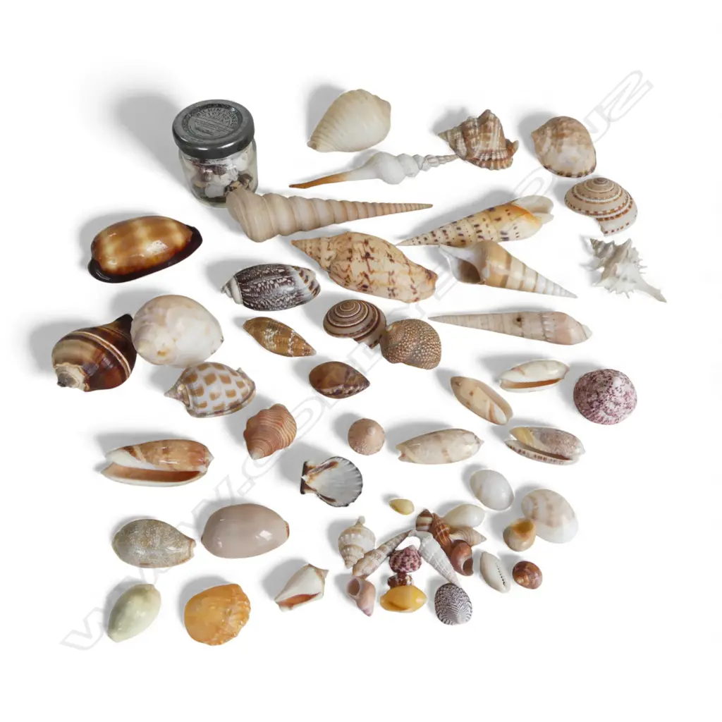 COLLECTION OF ASST. SMALL SEASHELLS  Image 1++