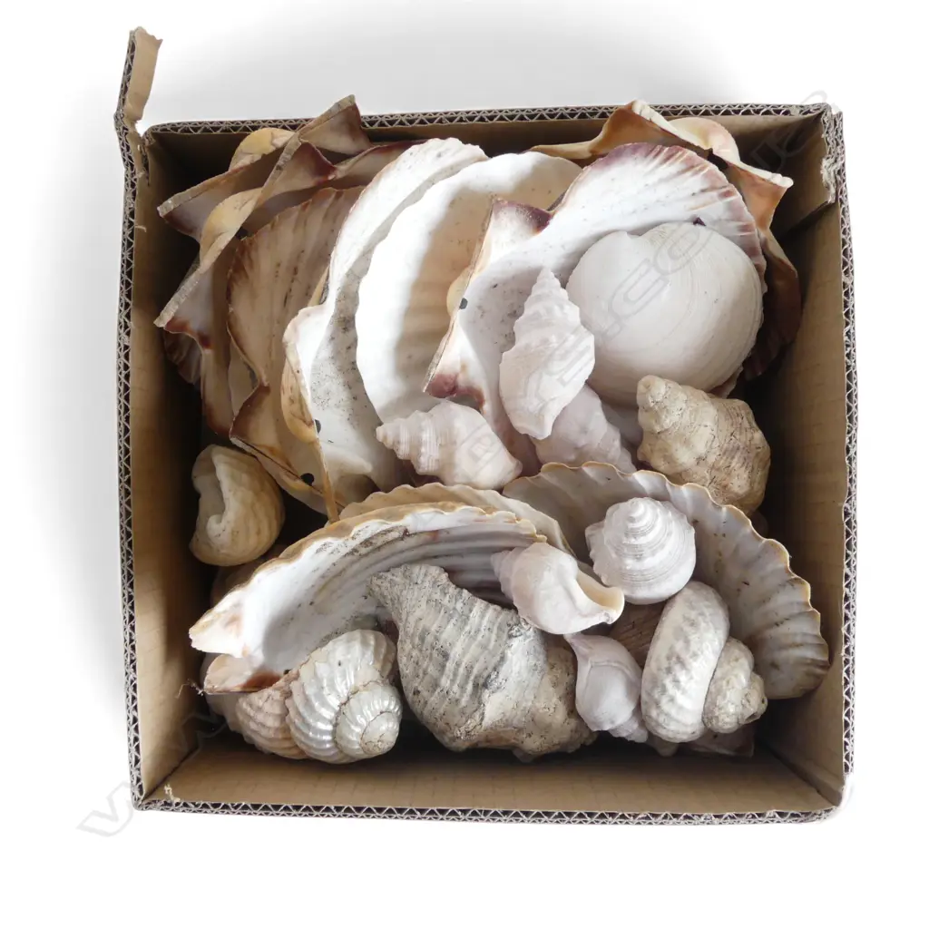 ASST. SHELLS Incl. SOME CORAL Image 1++