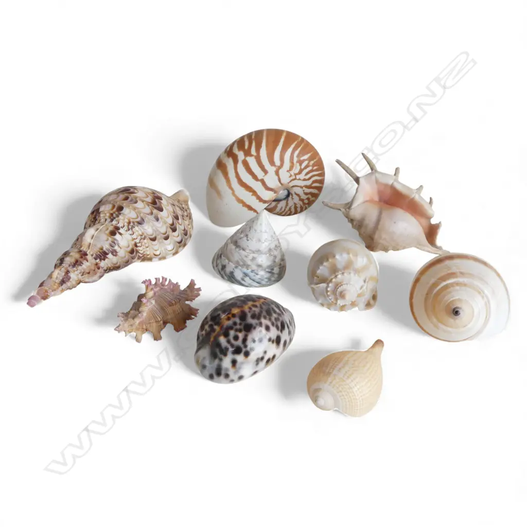 COLLECTION OF SEASHELLS Image 1++