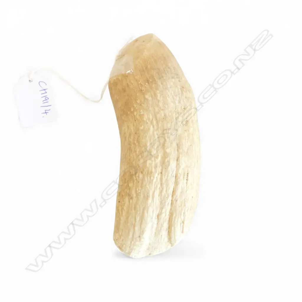 WHALE TOOTH L.150mm natural wear Image 1++