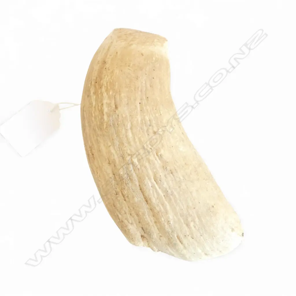 WHALE TOOTH L.150mm natural wear Image 1++