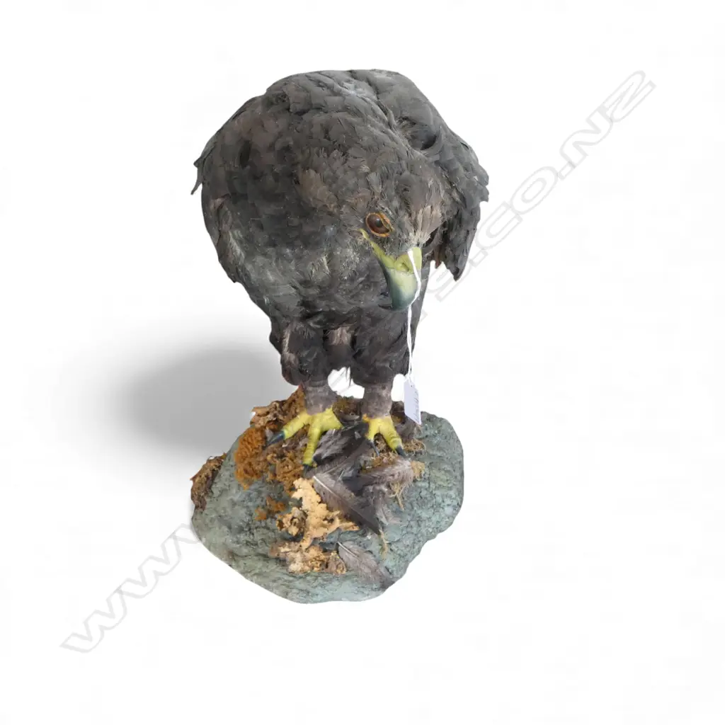 RE-CREATION AMERICAN GOLDEN EAGLE H.550mm Image 1++