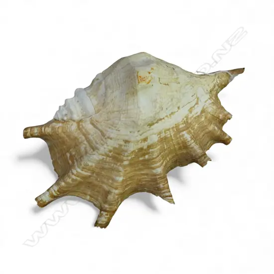 COLLECTORS SPIDER CONCH L300MM