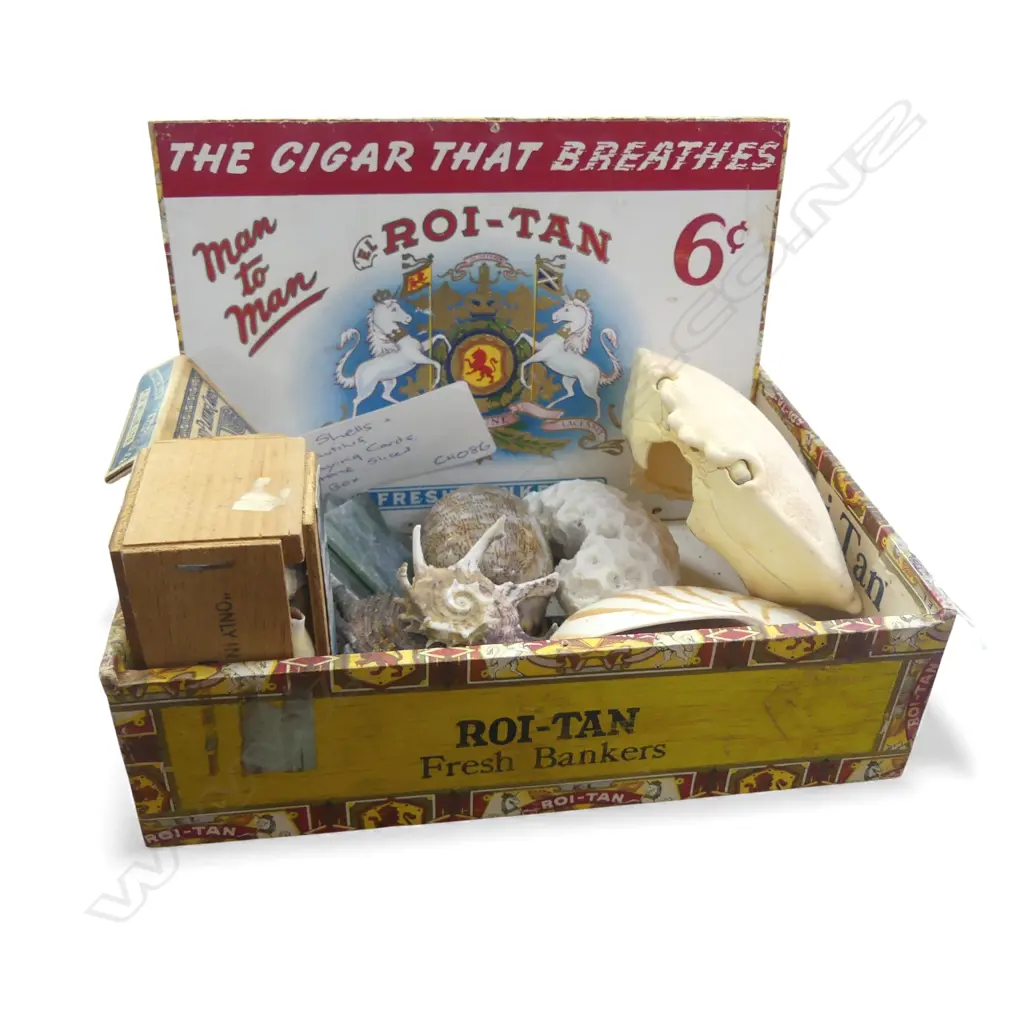CIG BOX WITH SECTIONED NAUTILIS OLD NZ PLAYING CARDS GREENSTONE SLICES CRAB & CORAL SHELLS Image 1++