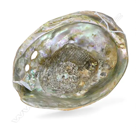 IMPRESSIVE LARGE HALIOTIS 240MM