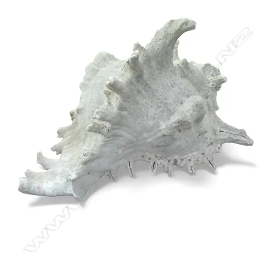 CONCH SHELL W.200mm