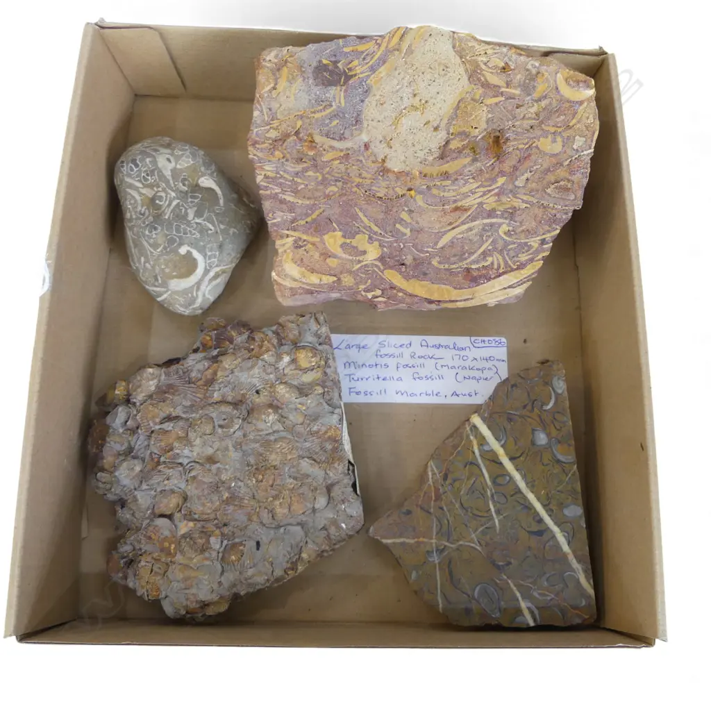 LARGE SLICED AUSTRALIAN FOSSIL ROCK 170MM X140MM & NZ FOSSILS Image 1++