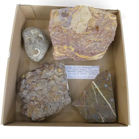 LARGE SLICED AUSTRALIAN FOSSIL ROCK 170MM X140MM & NZ FOSSILS