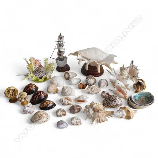 TRAY OF 30 PLUS PACIFIC OCEAN NATURAL WORLD SHELLS & COLLECTABLES