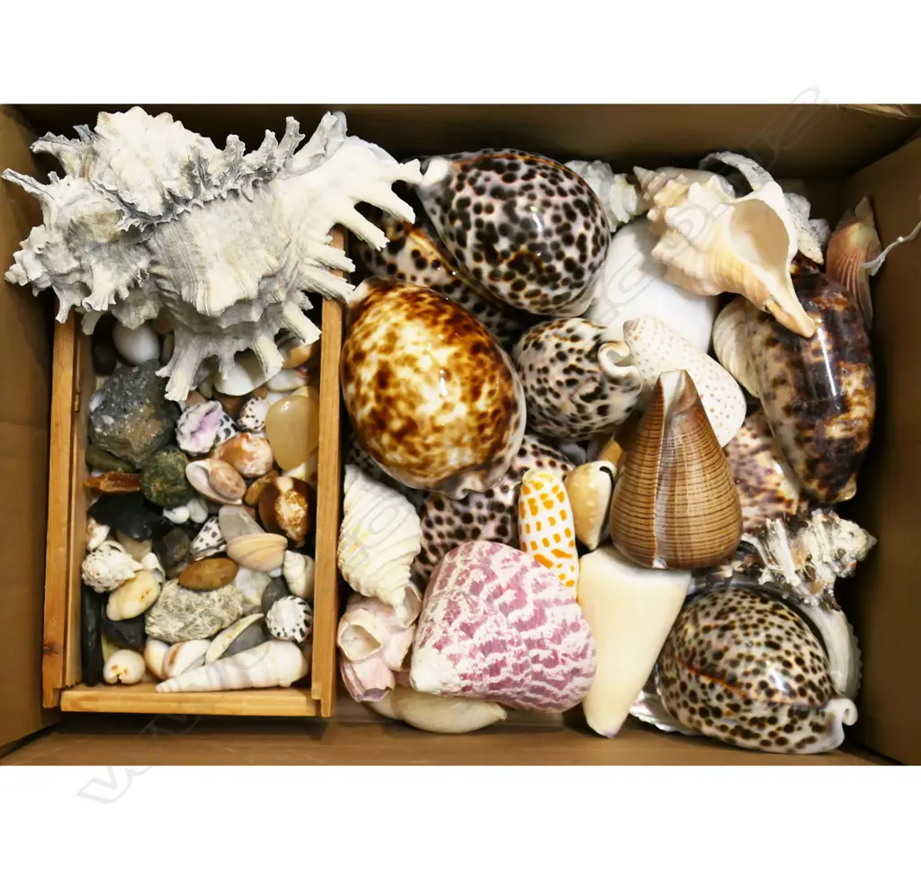 COLLECTION OF SHELLS; CONCH, COWRIE, PAPAL MITRA & wooden box sml shells Image 1++