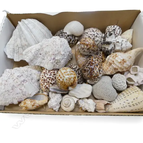 COLLECTION OF SHELLS; CLAM, CONCH, COWRIE, CORAL PCS ETC