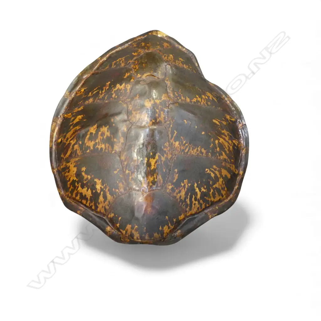 TURTLE SHELL 710x600mm Image 1++