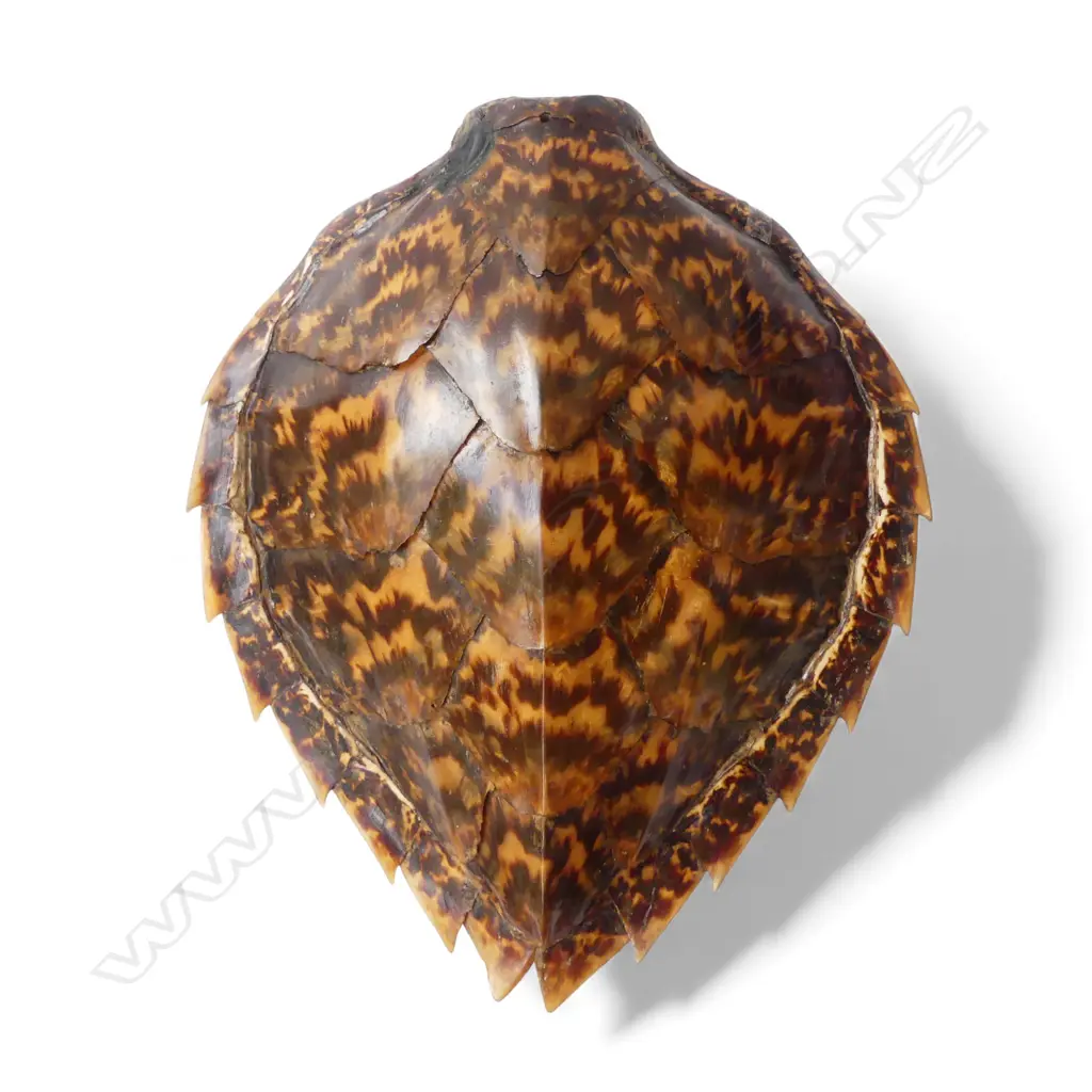 TURTLE SHELL 360x310mm Image 1++