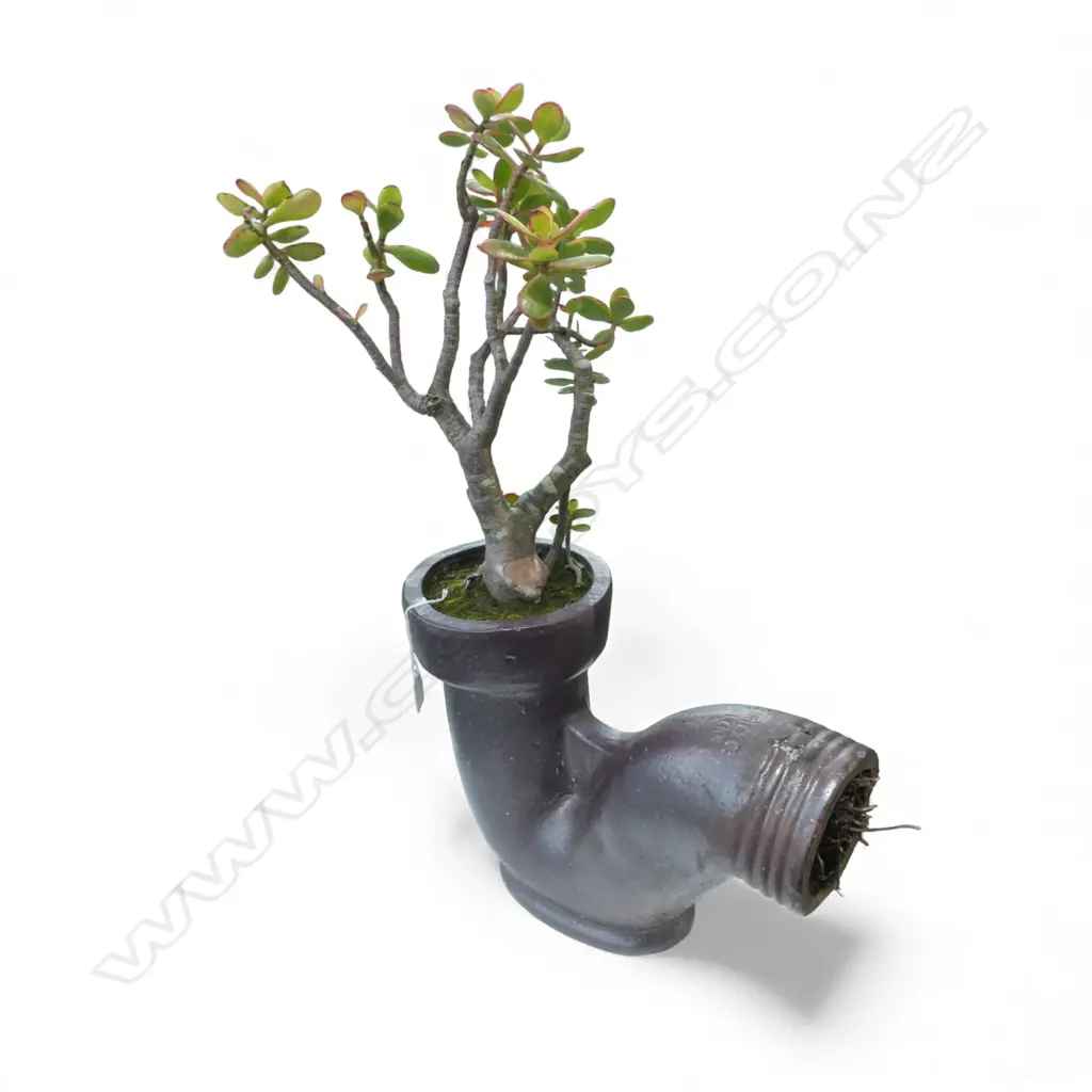 N.Z. BRICK Co. GULLY TRAP w. PLANTED JADE TREE W.400mm Image 1++