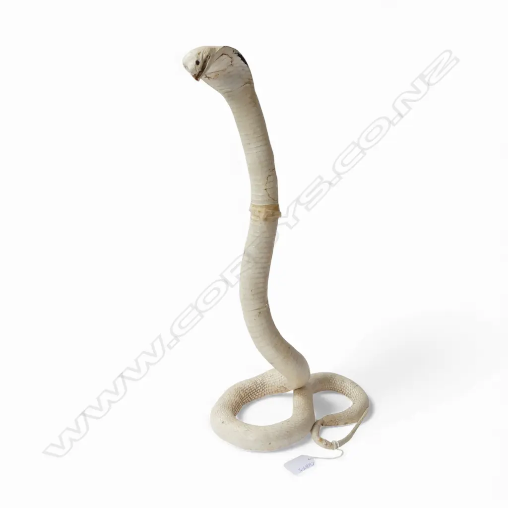 TAXIDERMY WHITE COBRA H.460mm FAULTS Image 1++