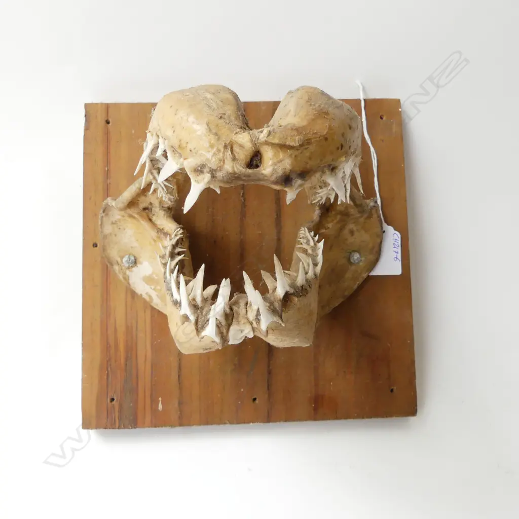 MOUNTED SHARK JAW L.200mm Image 1++