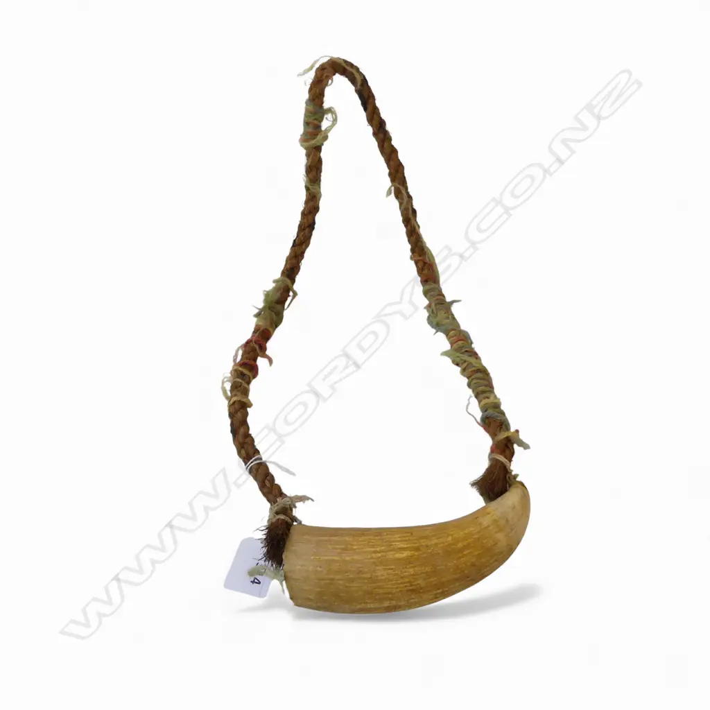 OLD FIJIAN WHALES TOOTH TABUA with plaited sennet cord w wool highlights. Tooth length 150mm. Image 1++