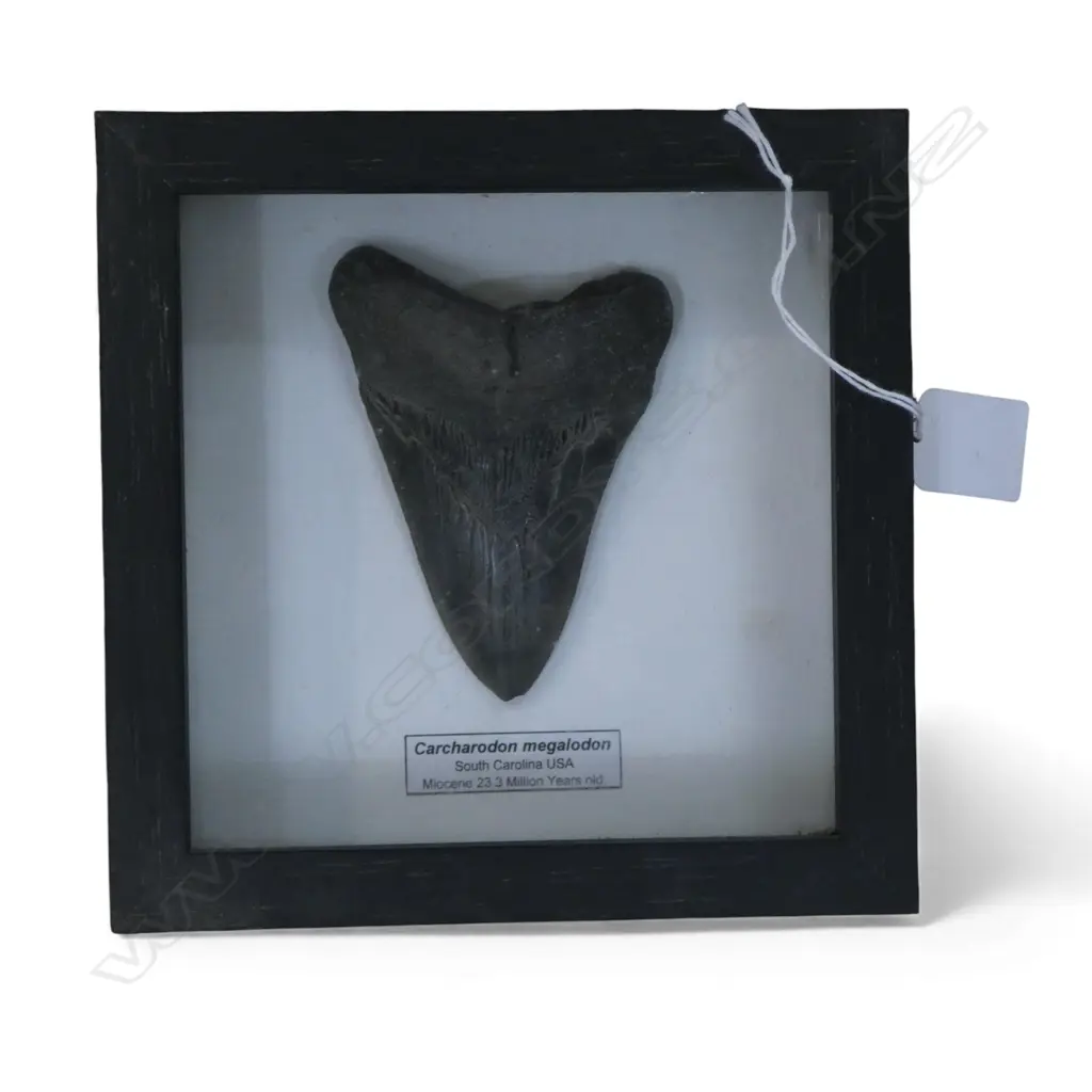FRAMED MEGALODON TOOTH, described as Miocene 23.3 million years old Image 1++