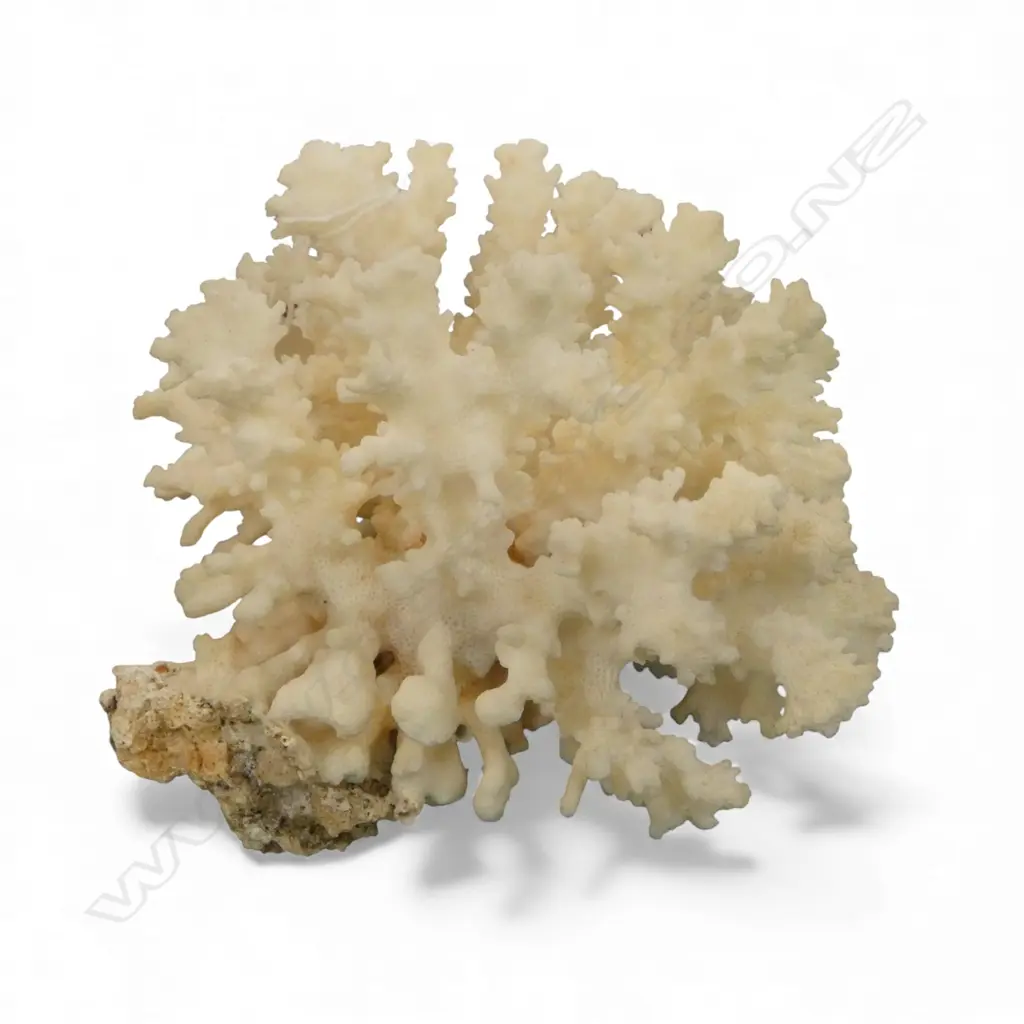 WHITE CORAL PIECEw.155mm Image 1++