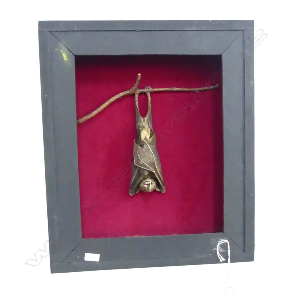 FRAMED TAXIDERMED HANGING BAT  H410 W350MM Image 1++