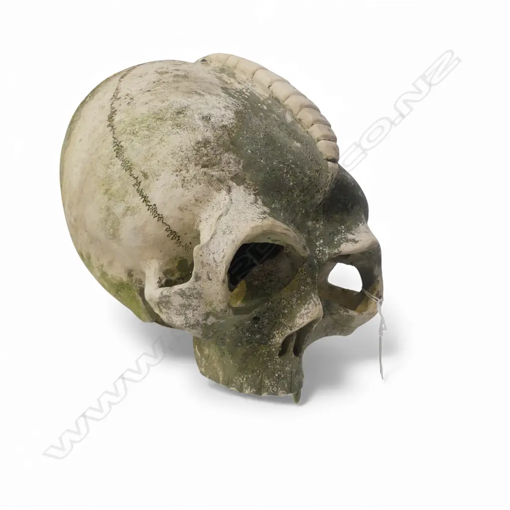 STUDIO POTTERY ALIEN SKULL L.350mm Image 1++