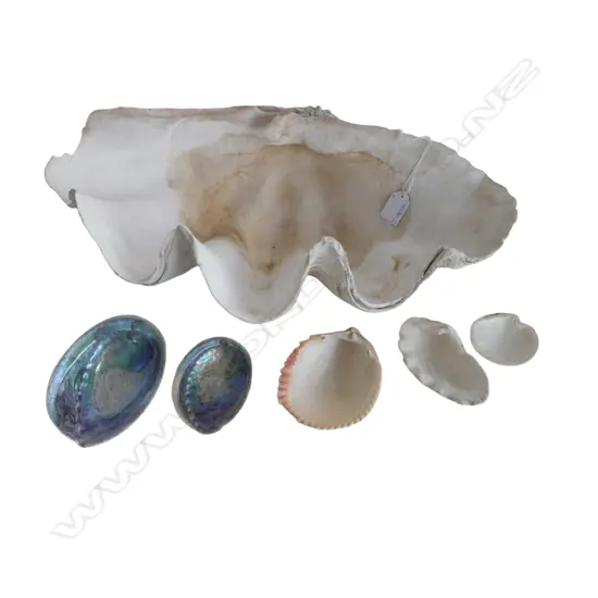 GIANT CLAM SHELL W.465mm CHIP EDGE + OTHER SHELLS