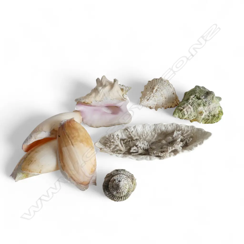 ASST. SHELLS INCL. CONCH & TRITON + CORAL Image 1++