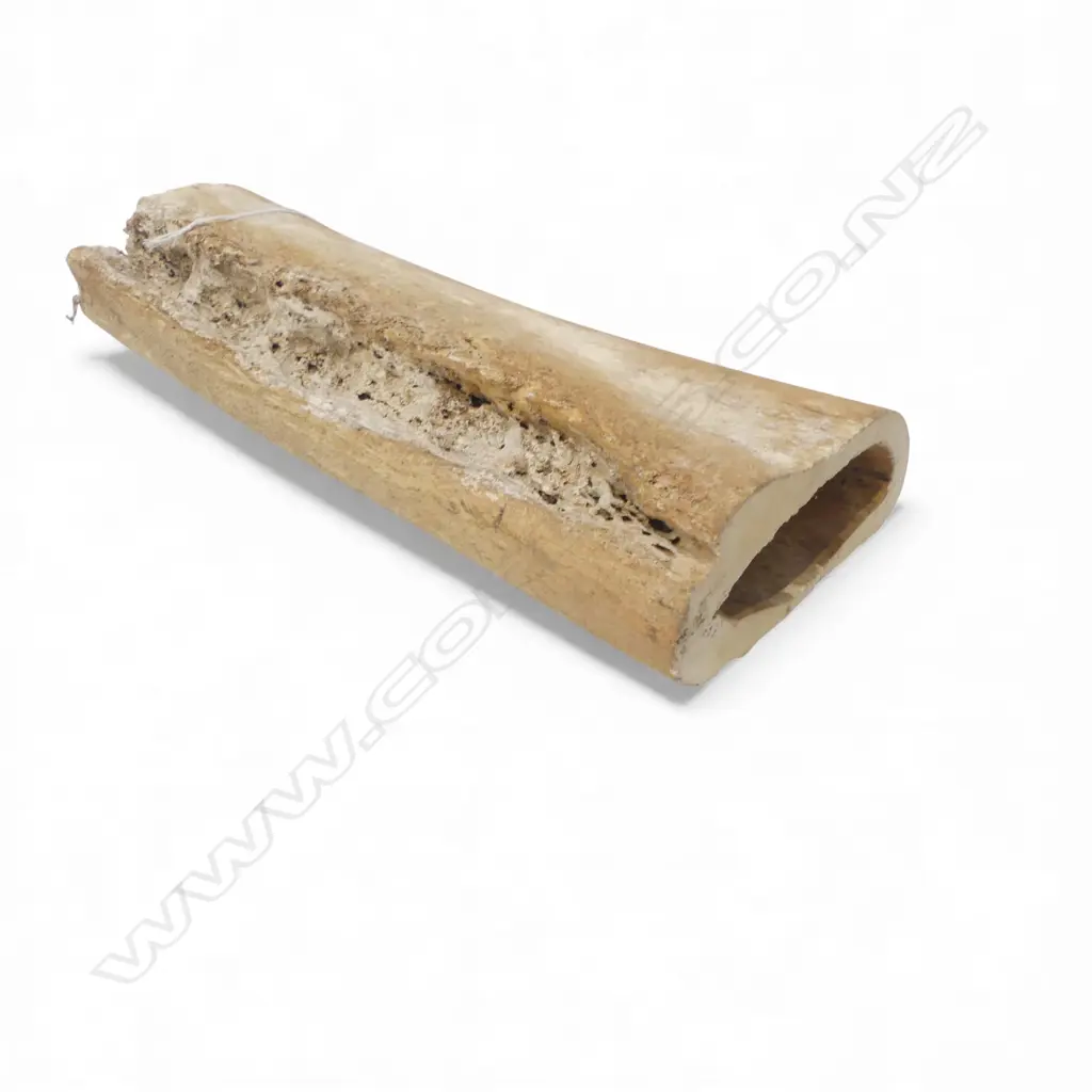 OLD MAMAL BONE JAW SECTION L.330mm. 3.3KG. Ex. the estate of a carver who worked c1960/70 Image 1++