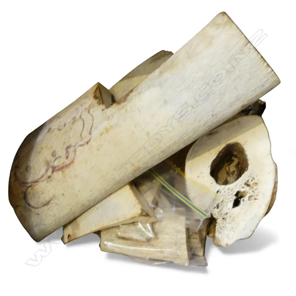 ASST. SOLID MAMAL BONE SECTIONS approx.3kgs. Ex. the estate of a carver who worked c1960/70 Image 1++