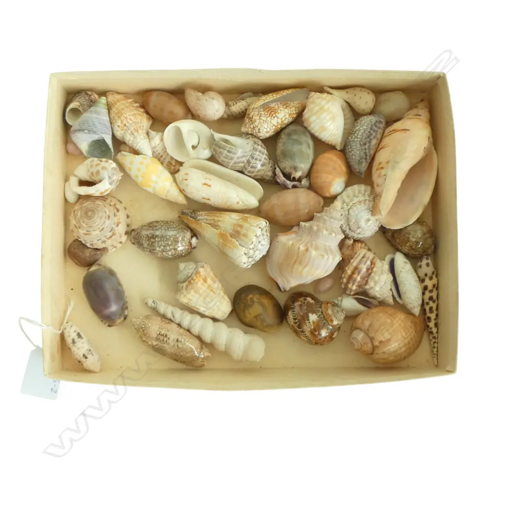 COLLECTION OF SEASHELLS Image 1++