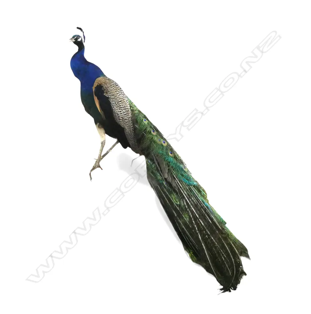 TAXIDERMY PEACOCK Image 1++