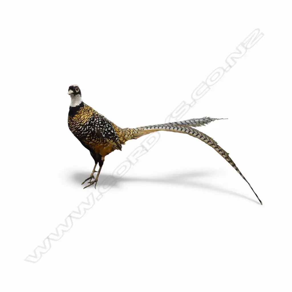TAXIDERMY REEVES PHEASANT Image 1++