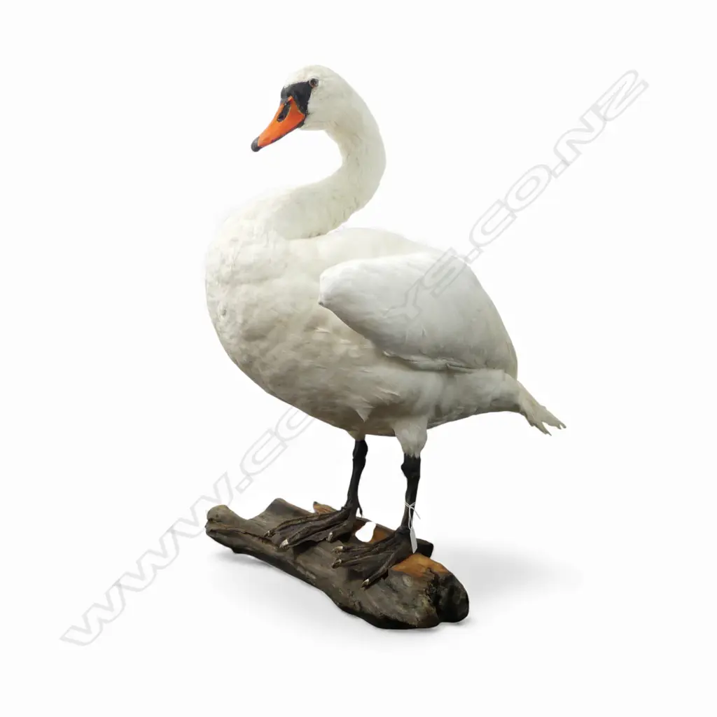 TAXIDERMY WHITE SWAN Image 1++