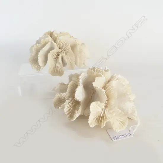 2 PCES WHITE CORAL 150mm dia