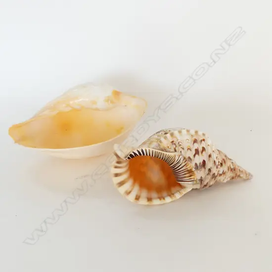 2 LG SHELLS, CONCH ETC L.330mm