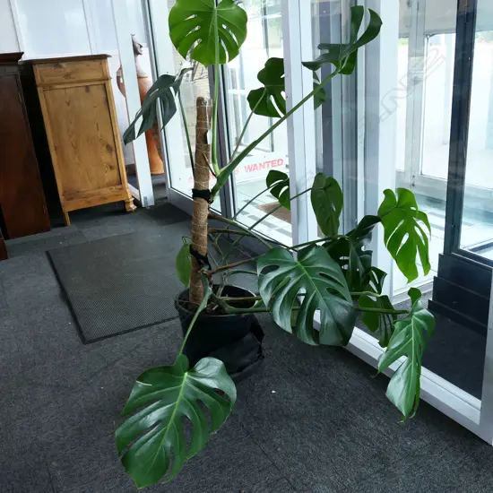 MONSTERA PLANT H.1150mm